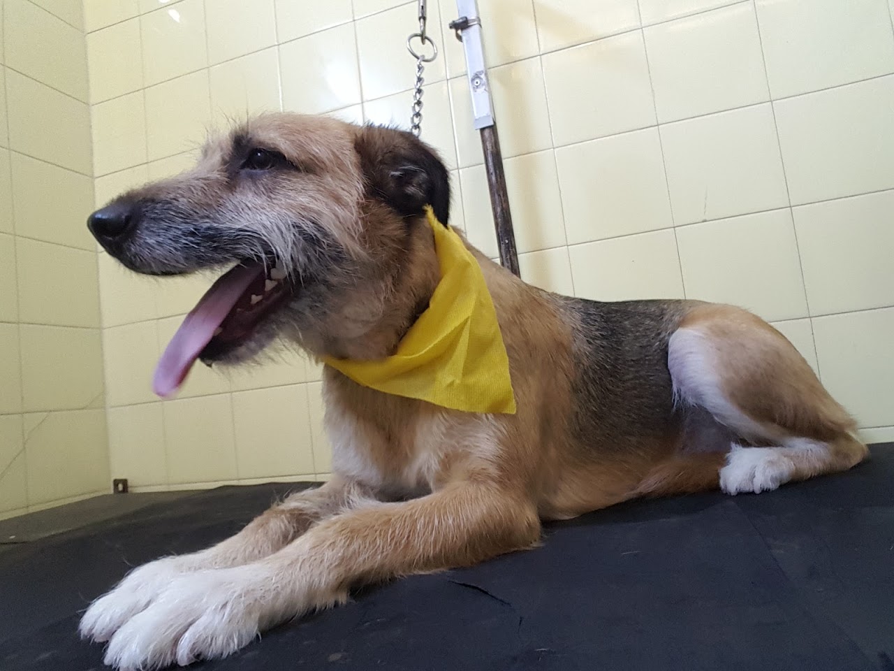 Mascota atendida en Vida de perros