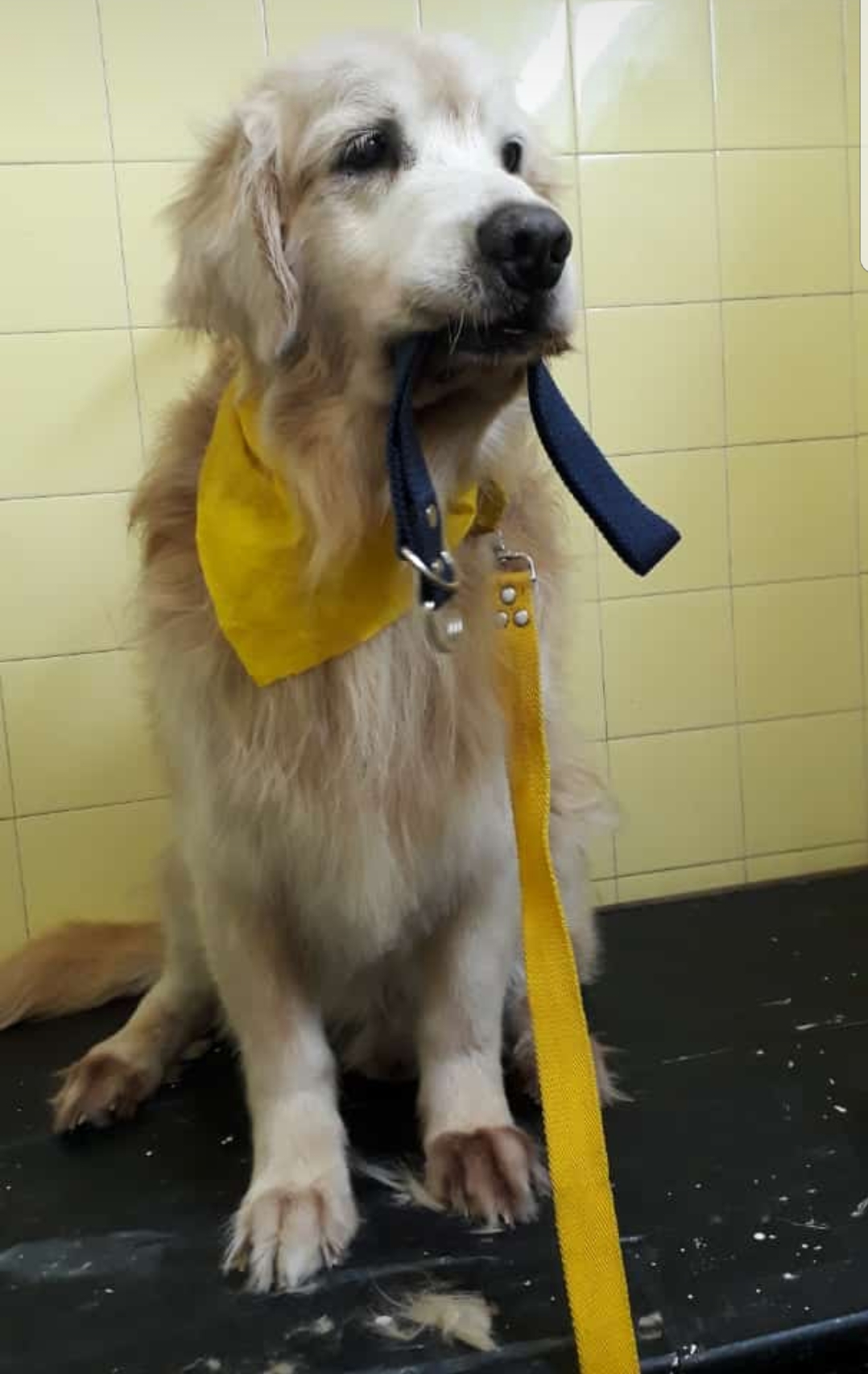 Mascota atendida en Vida de perros