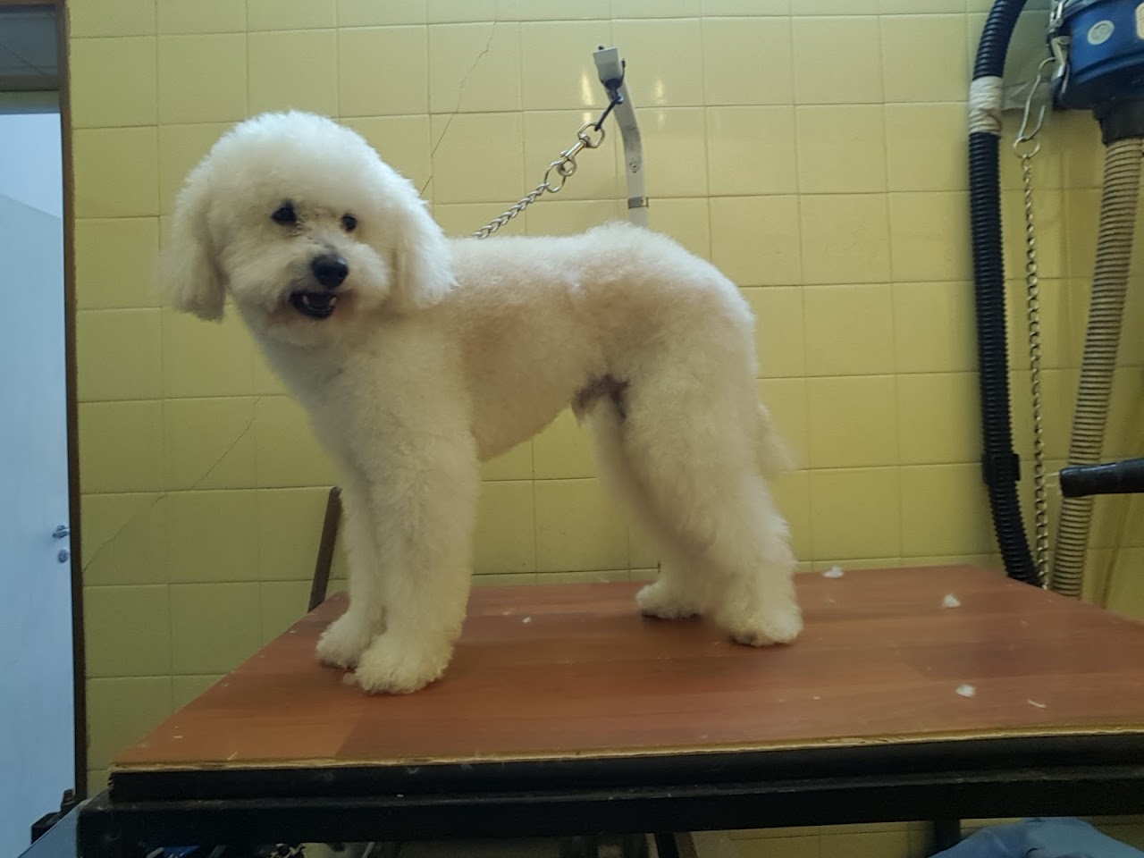 Mascota atendida en Vida de perros
